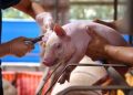 Hog farmers press for affordable ASF vaccines