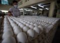 Metro Pacific Agro Ventures weighs meat, eggs, aquaculture expansion