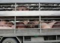 Movement of healthy hogs being planned for ASF ‘red zones’