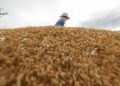 Gov’t urged to hike selling price for palay