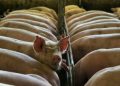 ASF vaccine subsidy studied for small-scale hog farmers