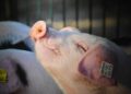 Effective ASF surveillance, not ASF vaccine
