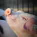 Effective ASF surveillance, not ASF vaccine