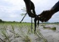 Agri budget cut explanation sought