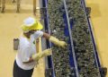 June manufacturing output growth slows to 2.5% from previous month