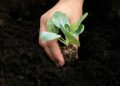 Aboitiz, Cebu province seal reforestation partnership