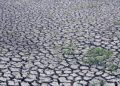 Agricultural output likely shrank in Q2 due to El Niño