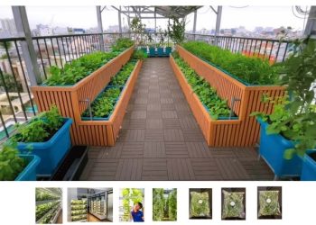 GVRenting Innovates Affordable Housing with Rooftop Hydroponics in Ho Chi Minh City