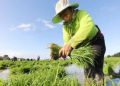 Farmers cite delays in RCEF seed distribution