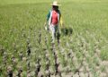 Final El Niño agri damage estimate at P15.3 billion