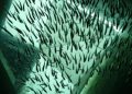 Modernized fish hatcheries seen boosting aquaculture prospects