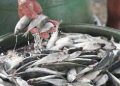 Oct. delivery expected for 30,000 MT of imported fish