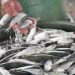 Oct. delivery expected for 30,000 MT of imported fish