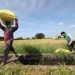 Legislators signal readiness to raise agri budget by P88 billion