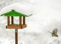 Suet for Birds: A Nutritious and Essential Food Source for Wild Birds