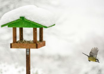 Suet for Birds: A Nutritious and Essential Food Source for Wild Birds