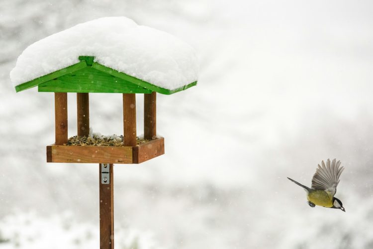 Suet for Birds: A Nutritious and Essential Food Source for Wild Birds