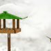 Suet for Birds: A Nutritious and Essential Food Source for Wild Birds