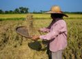 Palay yield target set at 7.5 metric tons per hectare
