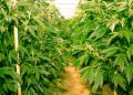Smart Growing: Integrating Technology with Autoflower Cannabis Cultivation