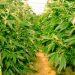 Smart Growing: Integrating Technology with Autoflower Cannabis Cultivation