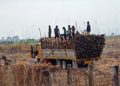 Fuel subsidy, irrigation could be added to sugar industry dev’t program
