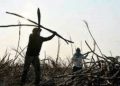 Sugar harvest seen peaking late due to El Niño