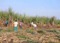 Sugar industry wants other sweeteners to be regulated