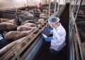 Palace advisers call for rapid ASF vaccine review