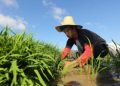 Palay production may decline due to La Niña