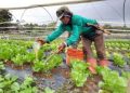 Councils to oversee individual farm commodities