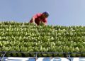 PHL hoping S.Korea FTA can take effect this year