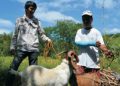 Goat, sheep flocks targeted for expansion by DA