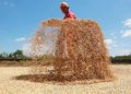 July NFA palay procurement hits 10,045 MT