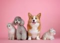 Common pet policies of Manila malls