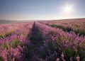 Dr. Henry Cabrera Offers Tranquil Escapes and Sensational Experiences at Lavender Waves Farm