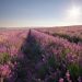 Dr. Henry Cabrera Offers Tranquil Escapes and Sensational Experiences at Lavender Waves Farm