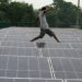 Regulator eyes collection of green energy auction allowance
