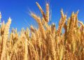 PHL wheat imports likely to increase next year — USDA