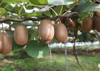 EU Launches ‘Garden of Europe’ Campaign to Promote Agri-Food Safety and Quality