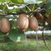 EU Launches ‘Garden of Europe’ Campaign to Promote Agri-Food Safety and Quality