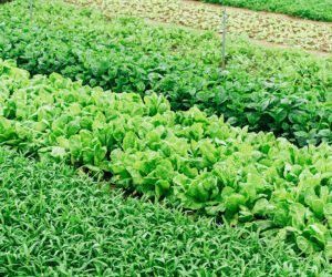 Can Philippine manufacturing ever recover? First comes an Agricultural Revolution