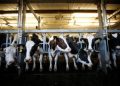 Dairy breeder herd to be expanded via imports