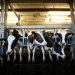 Dairy breeder herd to be expanded via imports