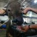 Meat imports from Turkey suspended after foot and mouth disease outbreak