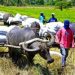 NFA sees rice sales to government agencies supplementing funding for procurement