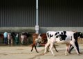 Dairy imports expected to grow next year
