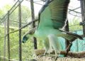Deal for endangered animals inked