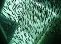BFAR five-year plan to raise aquaculture competitiveness