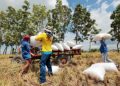 NFA to discontinue palay re-bagging; cost savings to boost procurement